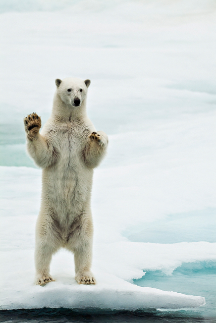 Polarbear