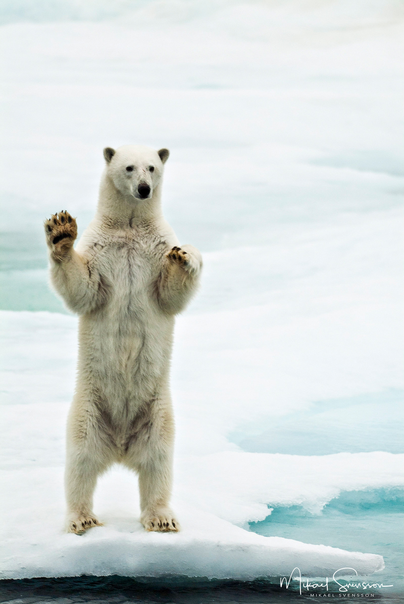 Isbjörn ståendes på bakbenen, Svalbard. Foto: Mikael Svensson, www.mikaelsvensson.com