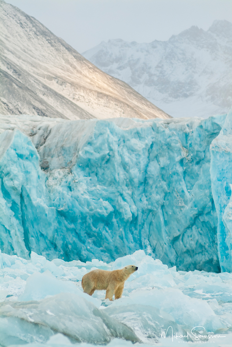 Isbjörn på Svalbard. Foto: Mikael Svensson, www.mikaelsvensson.com