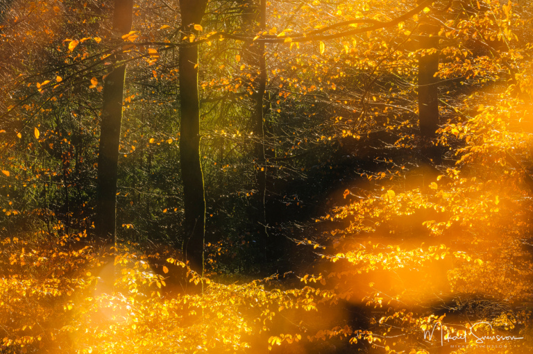 Hyssna, Mark kommun. Foto: Mikael Svensson