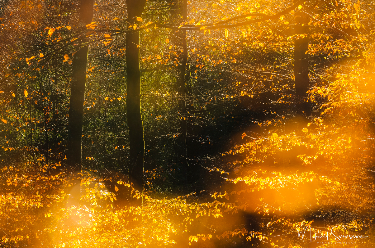 Hyssna, Mark kommun. Foto: Mikael Svensson