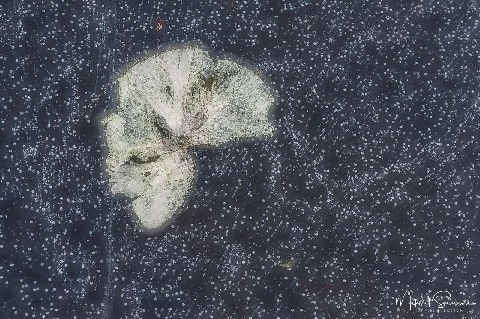 Näckrosblad i Prästtjärn, Partille.