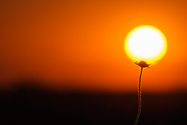 Silhouette of a flower in sunset