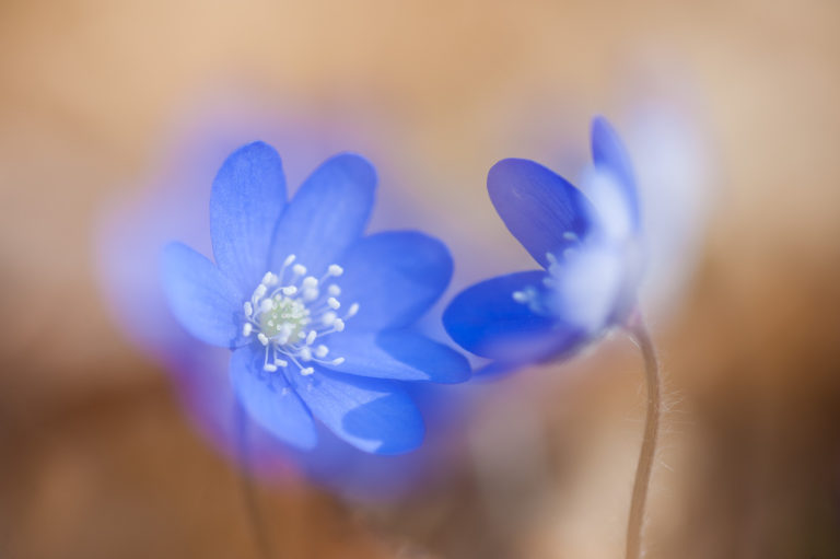 Blåsippa vid Tjolöholm
