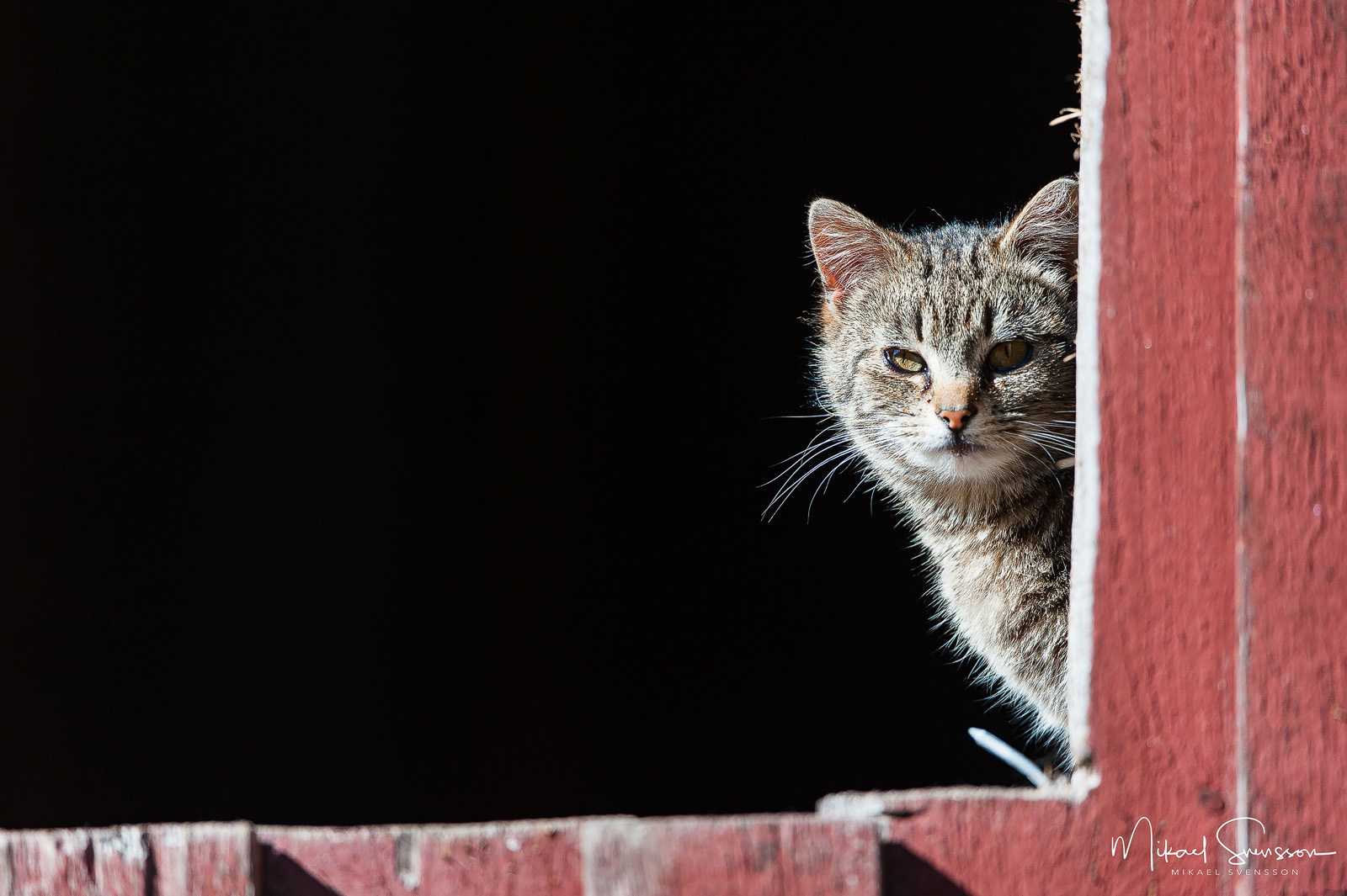 Kat kikar fram i Gunnilse