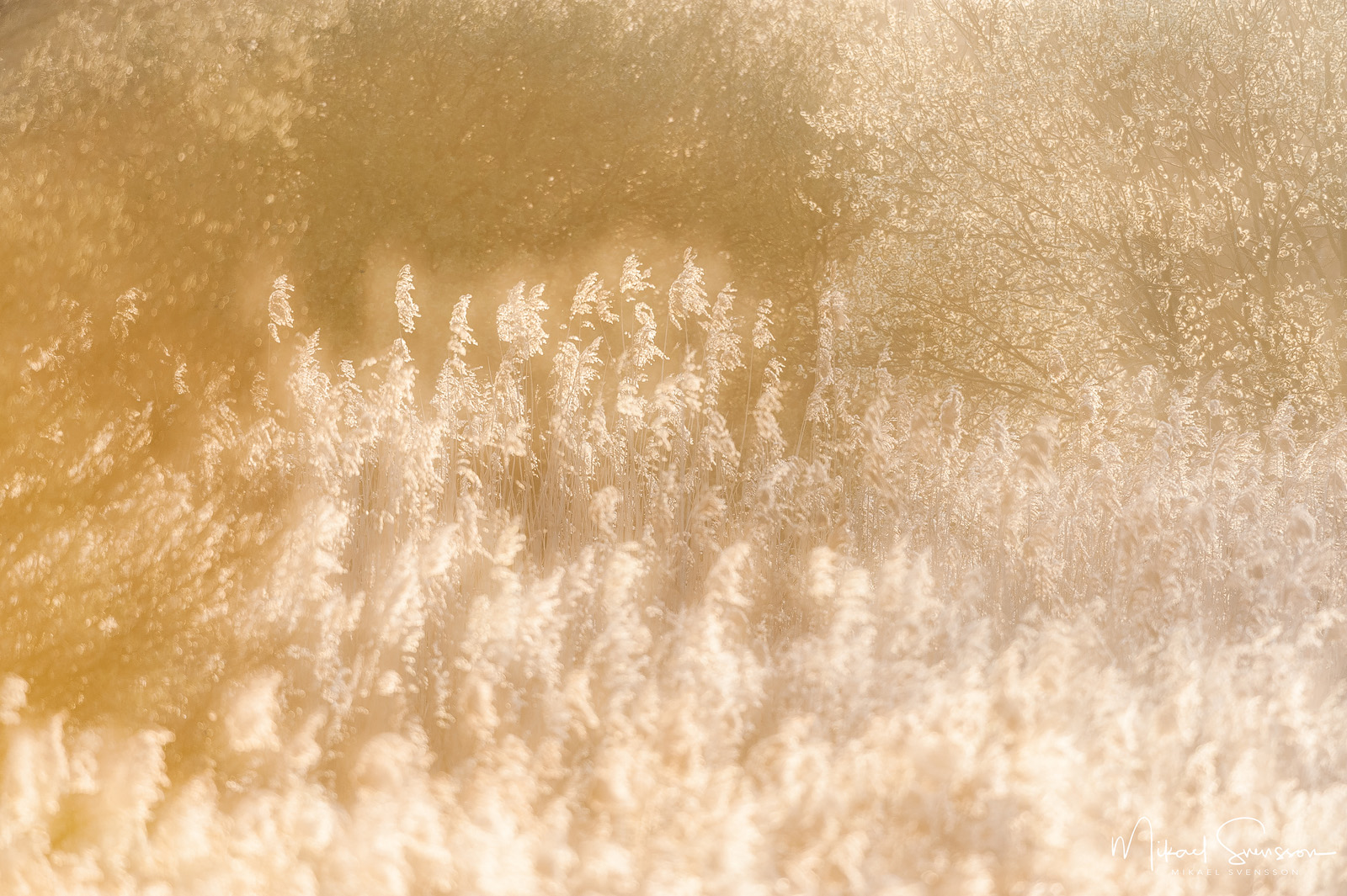 Torslandaviken, Göteborg