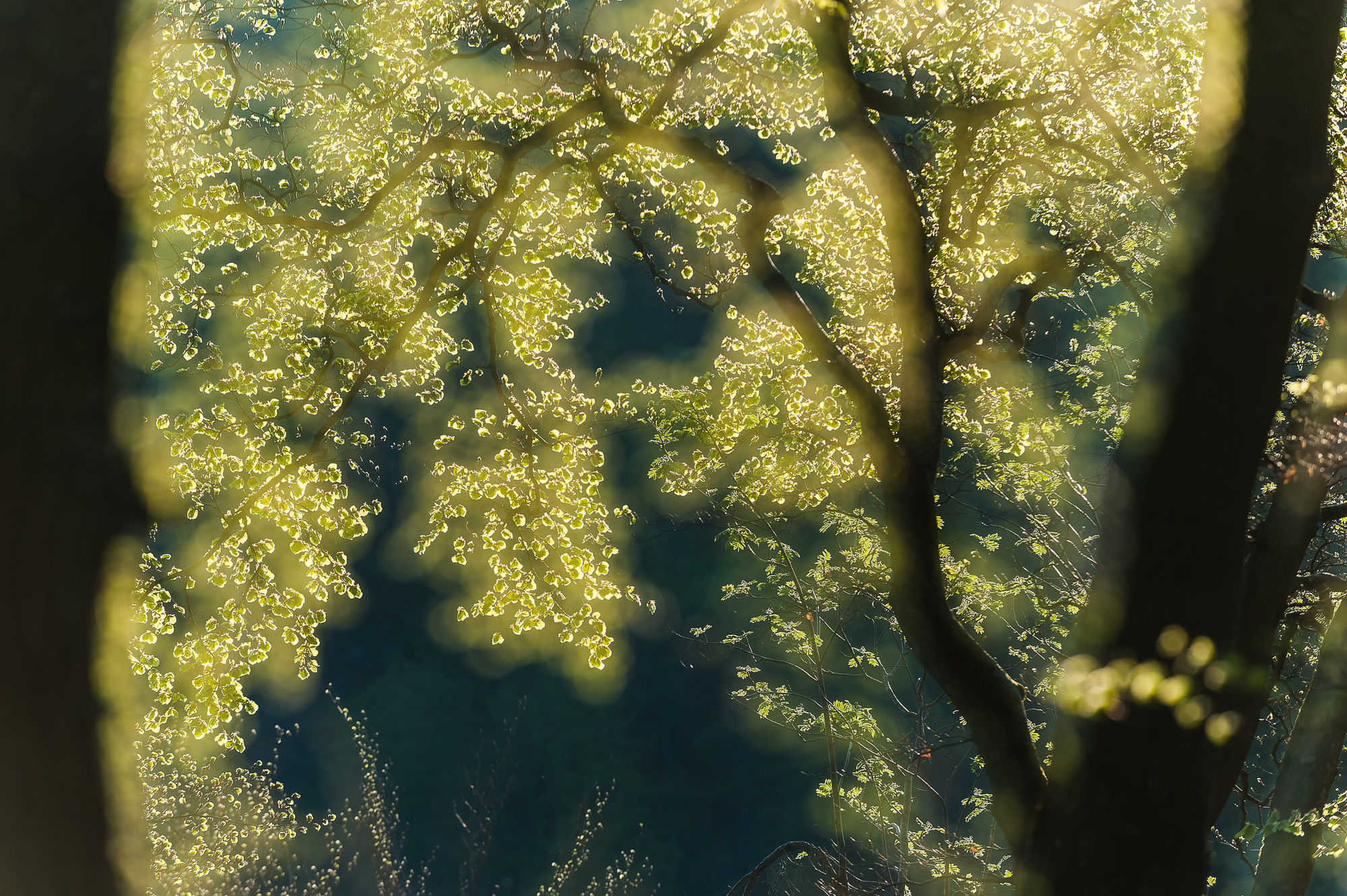 Söderåsen Nationalpark, Skåne