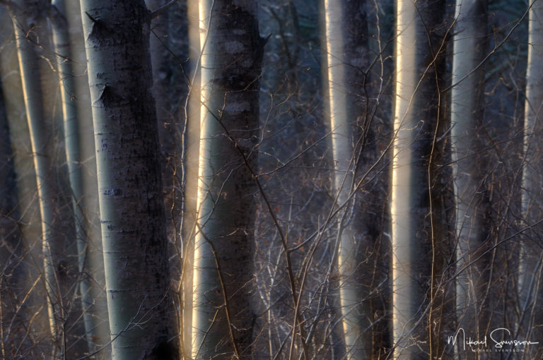 Trädstammar i Hästenäs kyrkoskog naturreservat, Åtvidaberg.