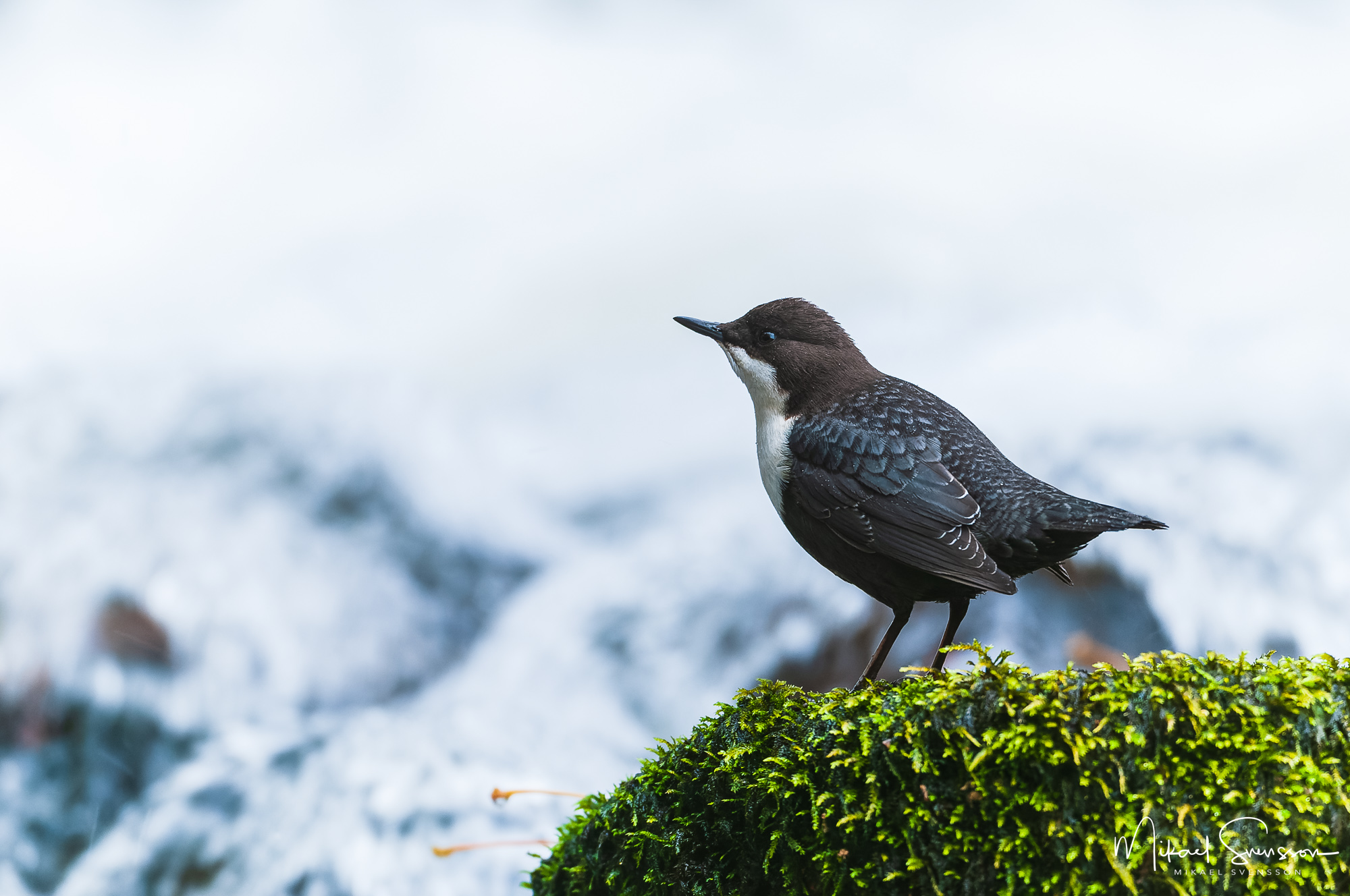 Strömstare vid Borkhultsån, Åtvidaberg.