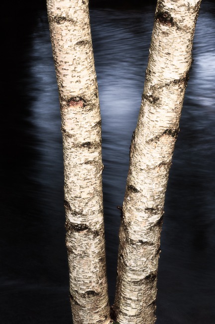 Birch trunk