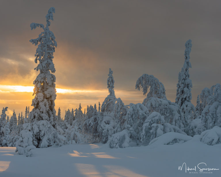 Snötyngda träd i Lofsdalen, Härjedalen.