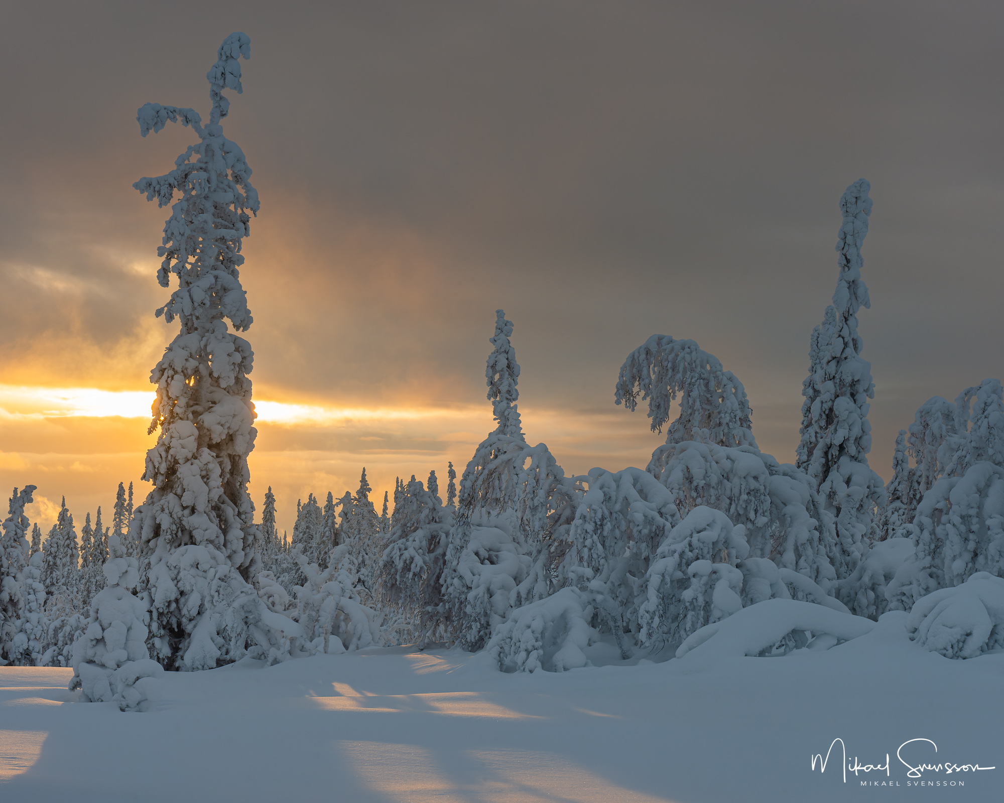 Snötyngda träd i Lofsdalen, Härjedalen.