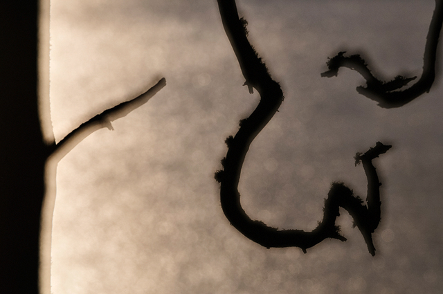 Hästenäs kyrkoskog, Östergötland