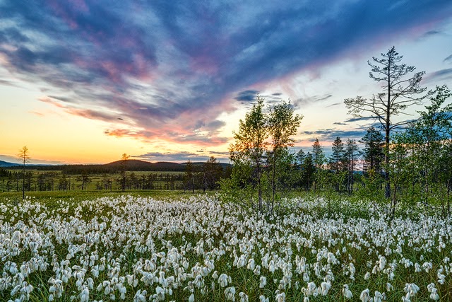 Koppången Naturreservat, Dalarna