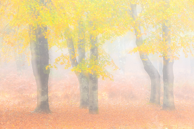 Feiteriras de Cima, Madeira