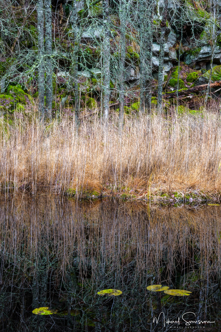 Odenssvaletjärn, Delsjöområdet. Foto: Mikael Svensson, www.mikaelsvensson.com