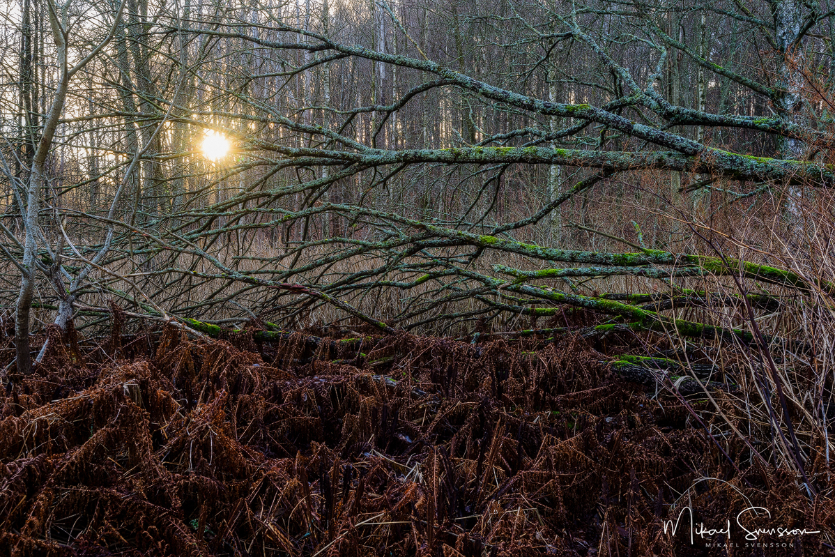 Delsjöområdet, Göteborg.