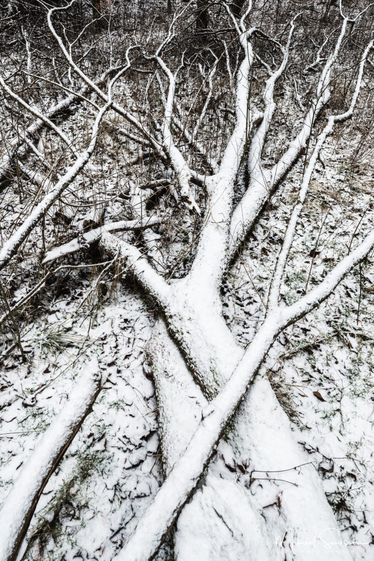 Nedfallna träd vid Övre Kåbäcken, Partille.