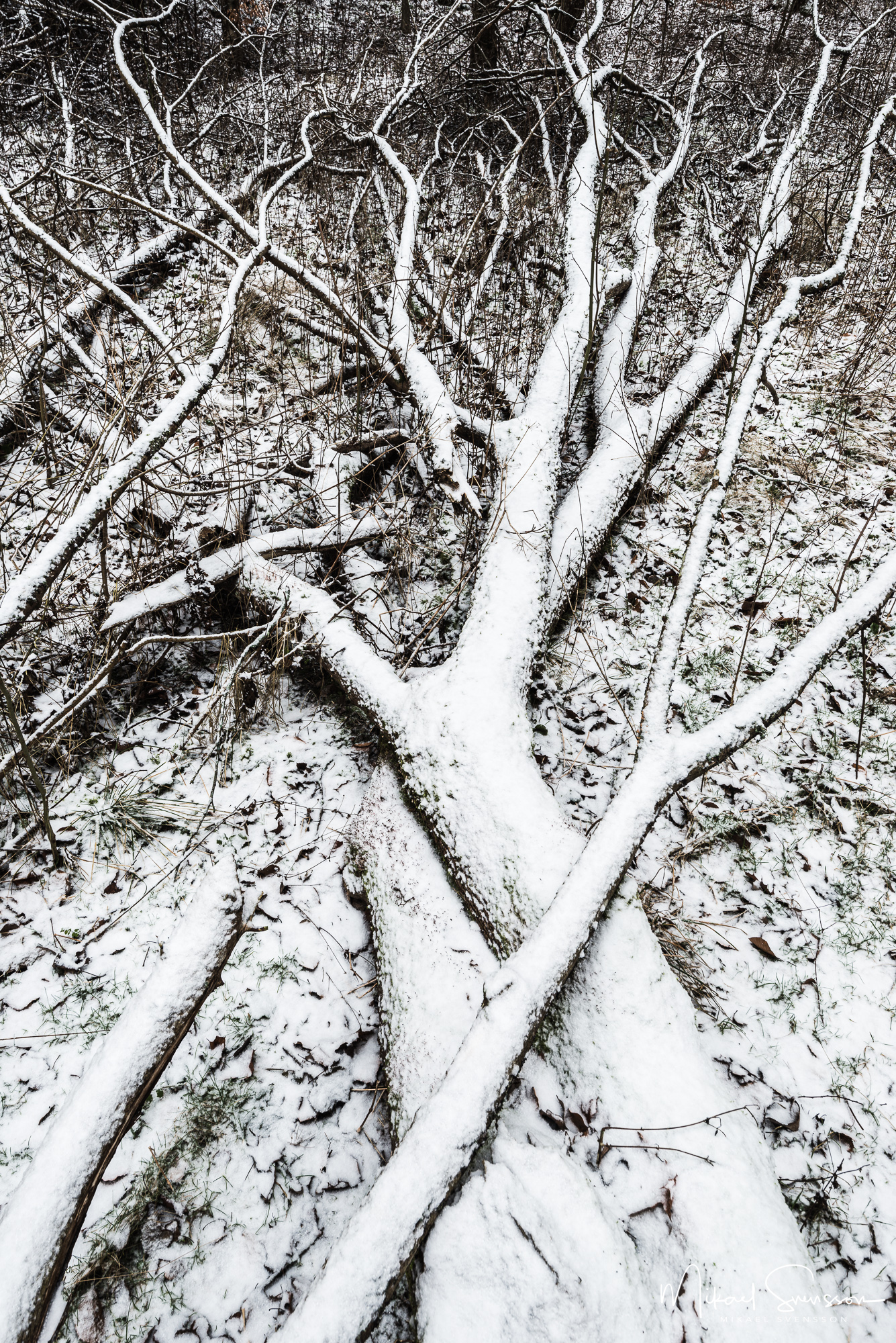 Nedfallna träd vid Övre Kåbäcken, Partille.