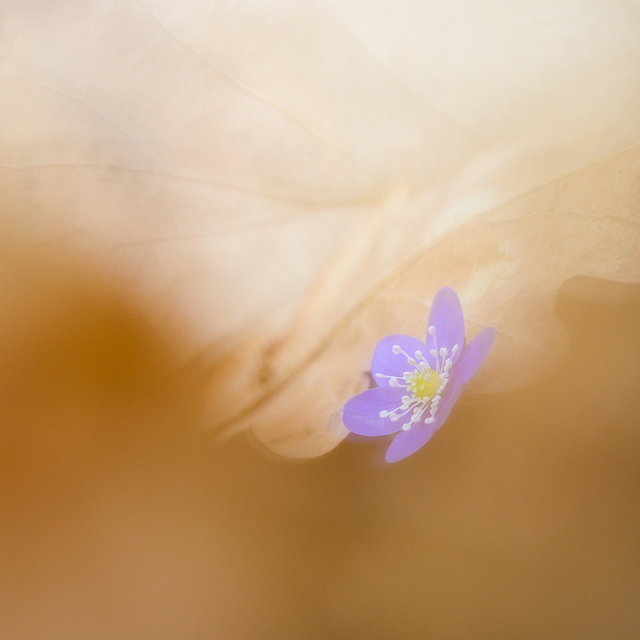 Tjolöholm, Halland, Sweden