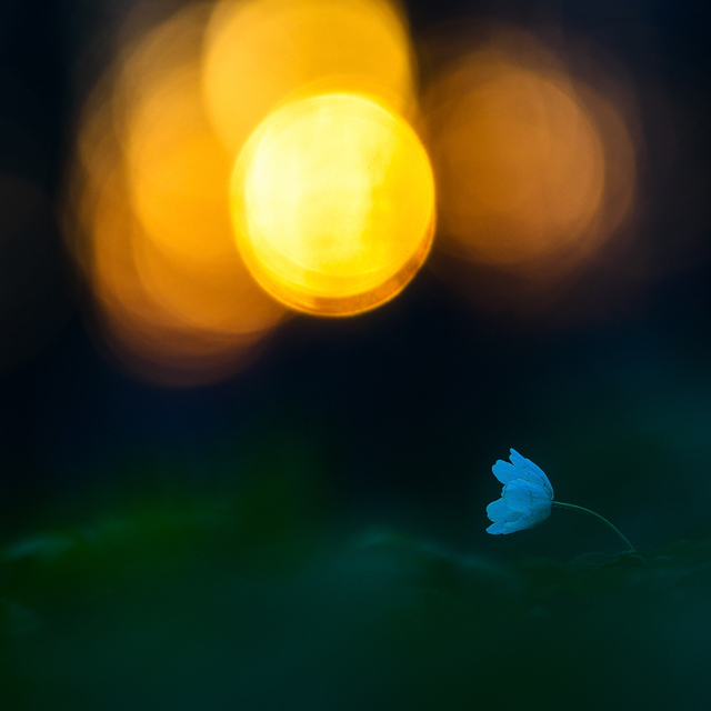 Rådasjön Naturreservat, Härryda kommun