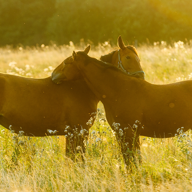 Horses in field