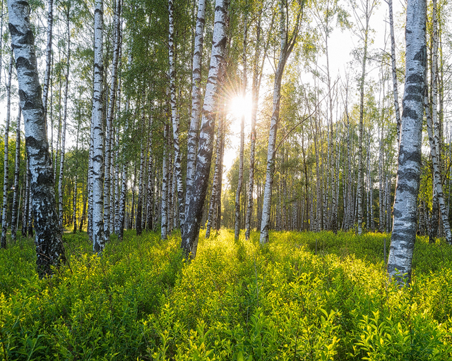 Gunnebo Kulturreservat, Mölndal