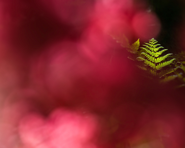 Botaniska Trädgården, Göteborg