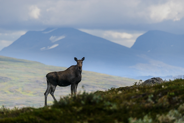Gieddávrre, Padjelanta Nationalpark