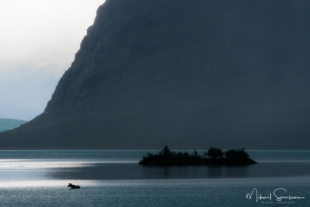 Luleälven - möten i norr. Älg i Sitojaure, Sarek