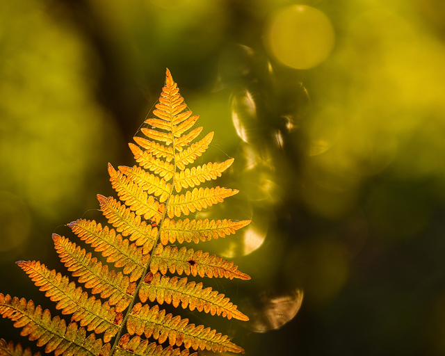 Rådasjön Naturreservat, Härryda kommun