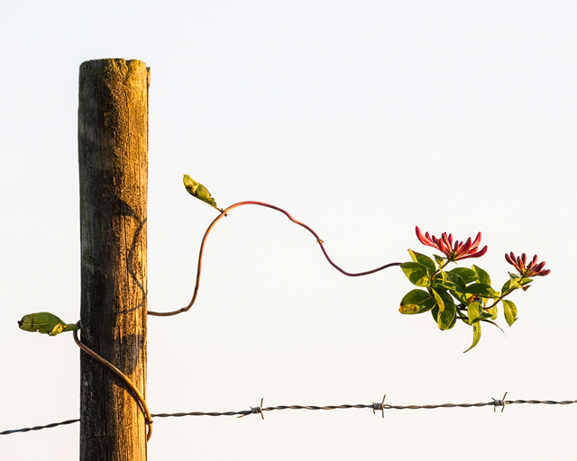 Kaprifol i Vallda Sandö, Halland.