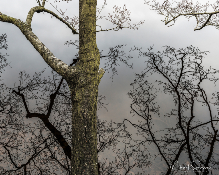 Blacktjärn, Delsjöområdet.