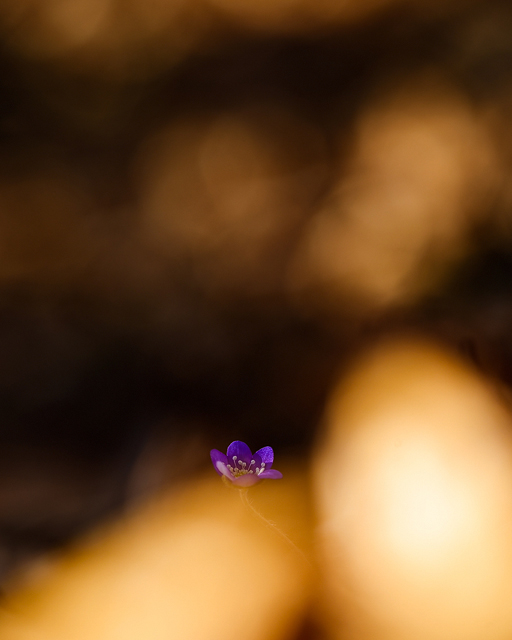 Blåsippa vid Tjolöholm, Halland