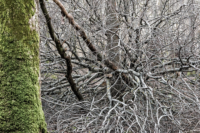 Hördalen Naturreservat, Halland. Foto Mikael Svensson