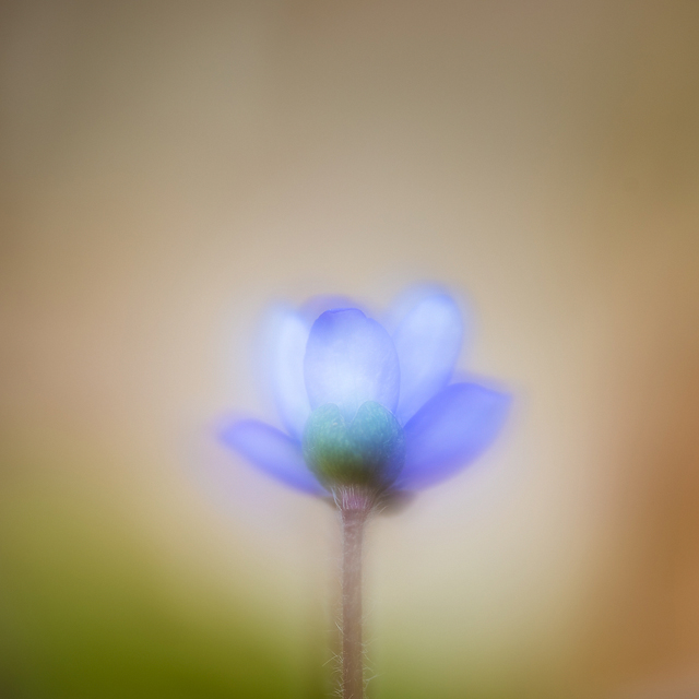 Blåsippa vid Kallhed, Hisingen.