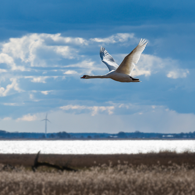 Svan vid Dättern. Foto: Mikael Svensson