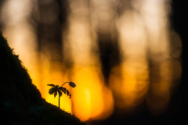 Vitsippa i solnedgång