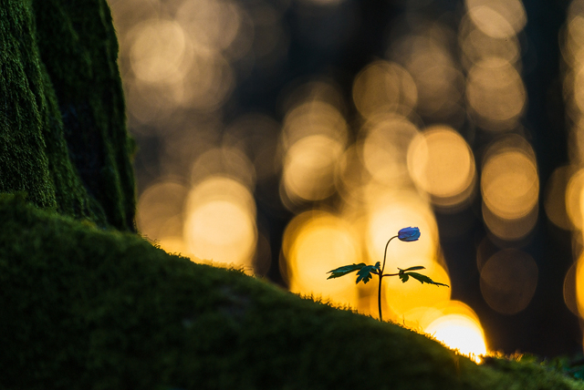 Rådasjöns Naturreservat, Härryda kommun.