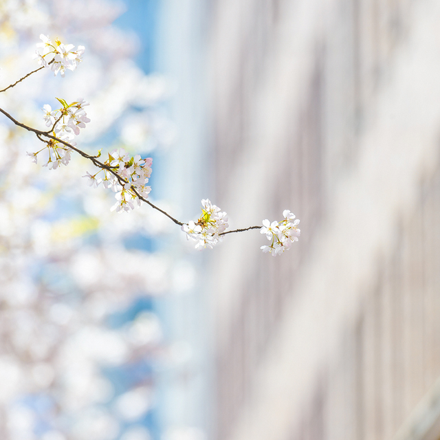 Sten Sturegatan, Göteborg. Foto: Mikael Svensson