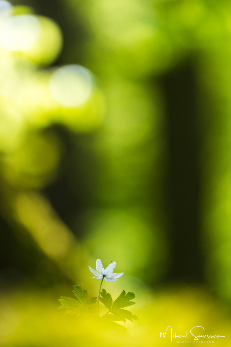 Stora Torp, Delsjöområdet, Göteborg.