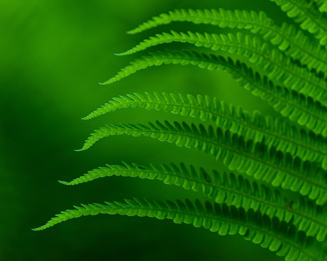 Stora Torp, Göteborg. Foto: Mikael Svensson