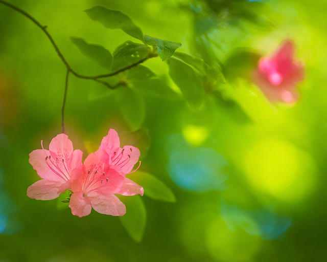 Botaniska Trädgården, Göteborg. Foto: Mikael Svensson