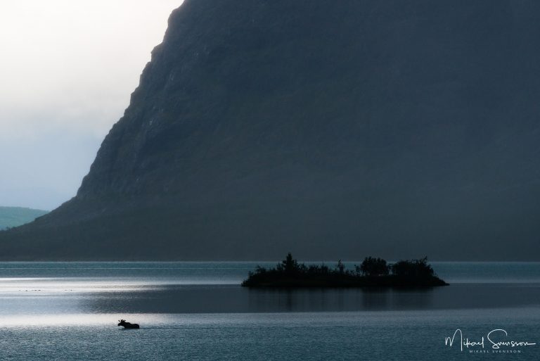 Silhouette of a moose swimming in a lake by an island and towering cliff
