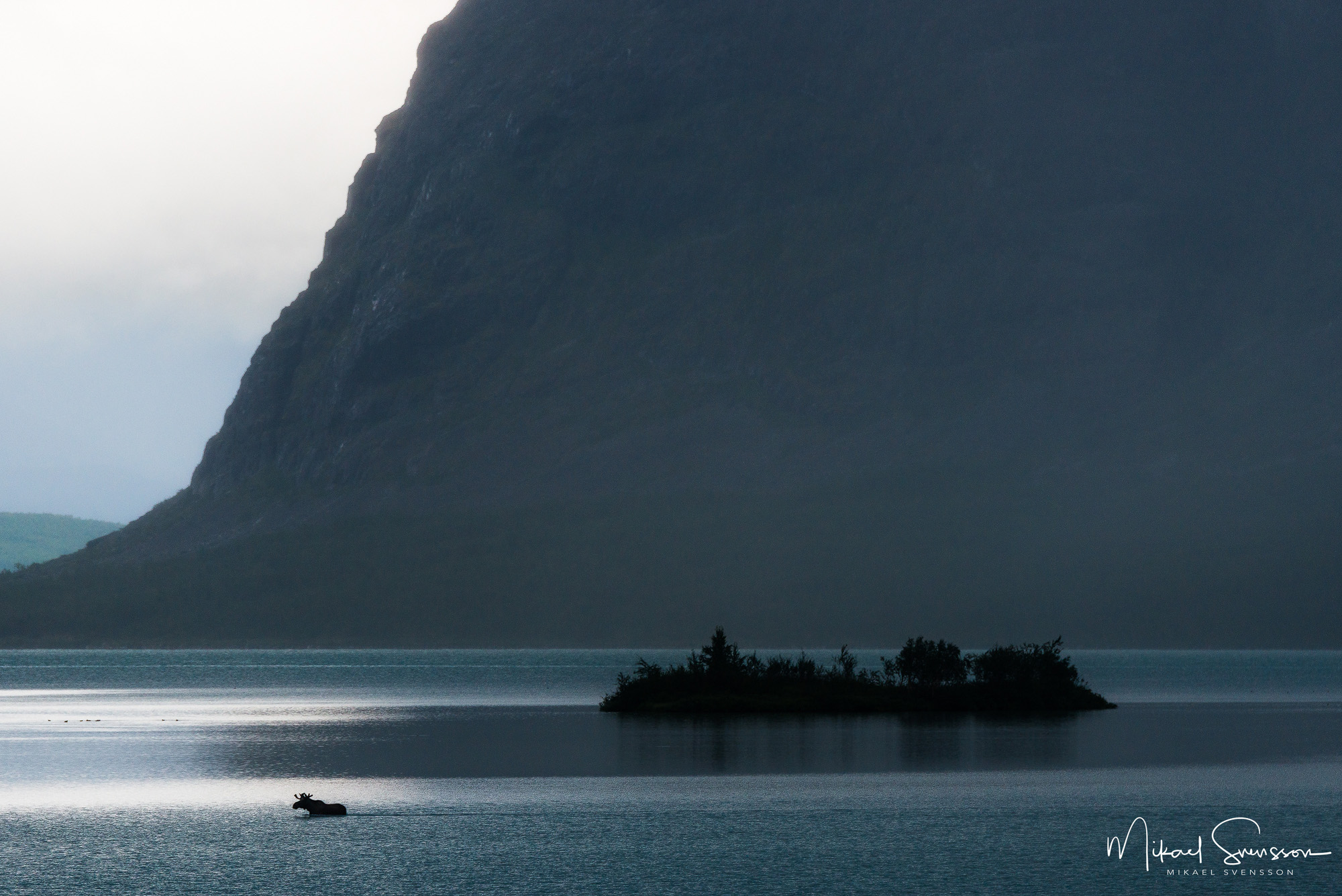 Silhouette of a moose swimming in a lake by an island and towering cliff