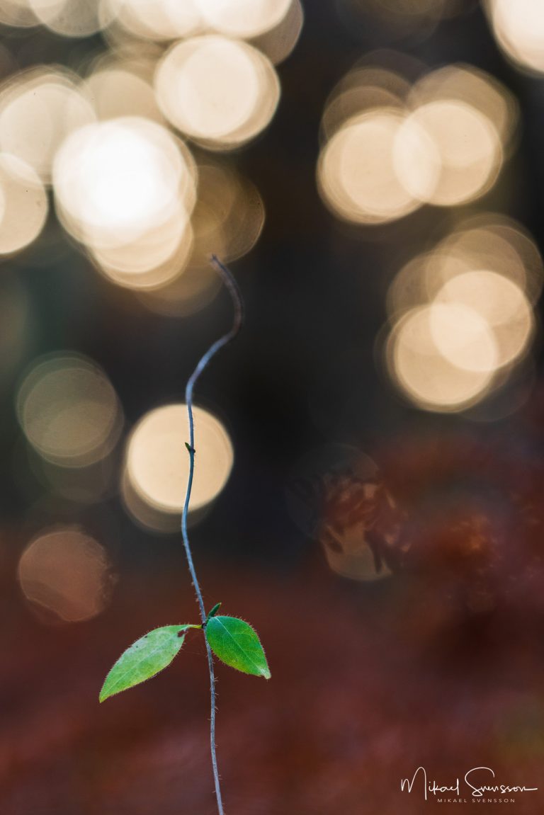 Särö Västerskog, Halland. Foto: Mikael Svensson