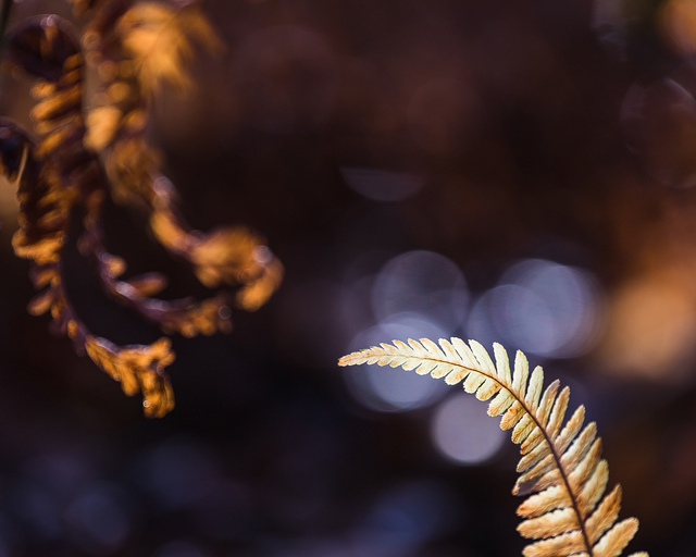 Kallebäck, Göteborg