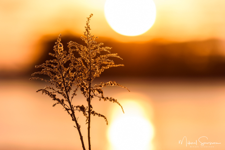 Vargön, Göta Älv. Foto: Mikael Svensson