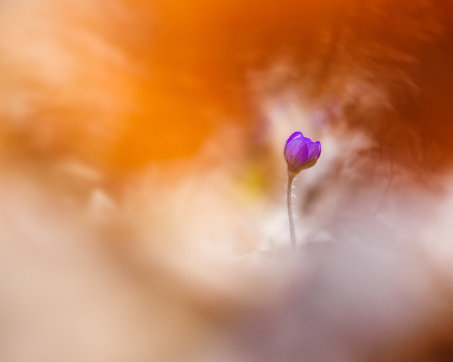 Blåsippa vid Kallhed, Hisingen. Foto: Mikael Svensson