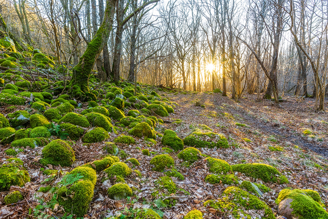 Hördalen Naturreservat, Kungsbacka kommun.